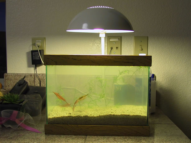 Steve's 2-gallon tank - Crypt courtesy of Charles