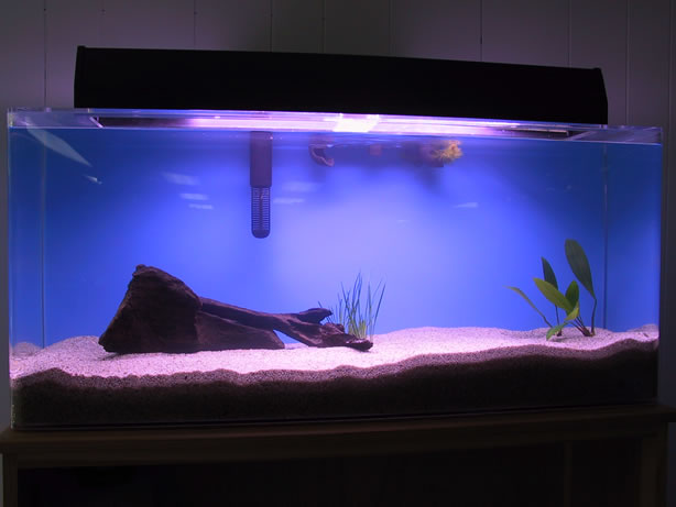 Driftwood, Sagittaria (I think) and Anubias with 55-watt PC