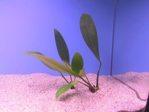 Anubias