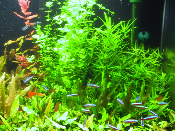 Rotala, Pearlgrass, Stargrass. Notice new Crypt leaves.