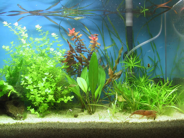 Pearlgrass, Rotala, Anubias, Vallisneria, Stargrass, Pygmy Chain Sword