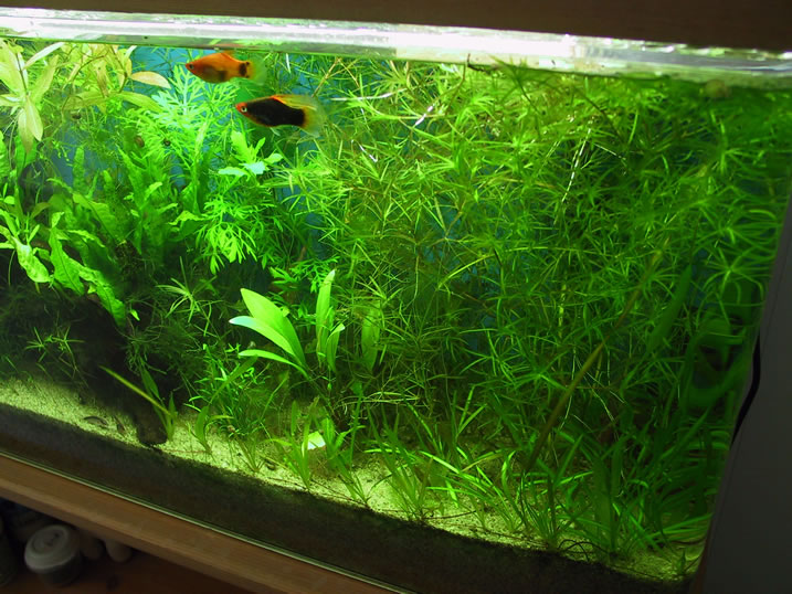 Najas and Vallisneria overtaking the right. Sean's Hygrophila species on left.