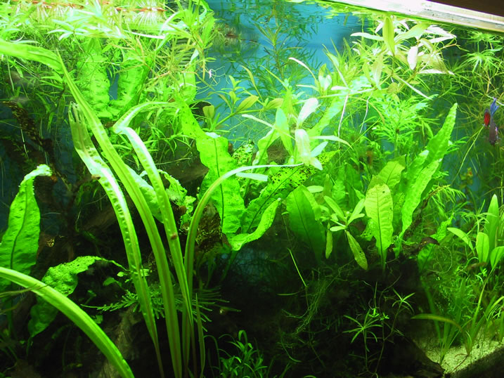 Java Fern. Crytptocoryne balansae growing against front of tank.