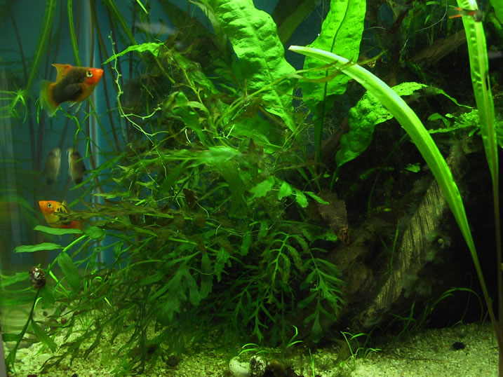 Platies, Corydoras and ferns