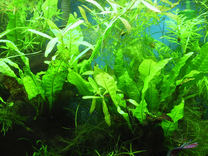 Hygrophila polyspera and difformis from Mssrs. Levtov