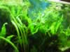 Java Fern. Crytptocoryne balansae growing against front of tank. (147,759 bytes)